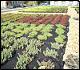 USDA's Green Roof - Green roofs reduce storm water run-off (up to 90%), improve water quality of streams,