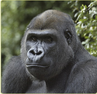 Baraka, a male gorilla at the Zoo