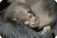 newborn gorilla, photo by Jonathan Kang