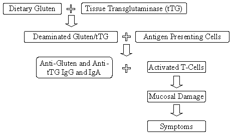 Dietary Gluten + Tissue Transglutaminase (tTG) leads to Deaminated Gluten/tTG;  Deaminated Gluten/tTG + Antigen Presenting Cell leads to Anti-Gluten and Anti-tTG IgG and IgA + Activated T-Cells; Activated T-Cells leads to Mucosal Damage leads to Symptoms