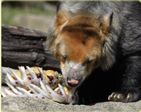 spectactled bear enjoying omnivore biscuits, smelt, cantaloupes, grapes, and pears