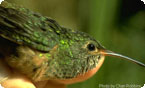 buff-breasted hummingbird