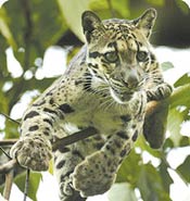 clouded leopard