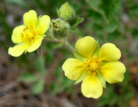 Photo of cinquefoil wildflowers in Colorado