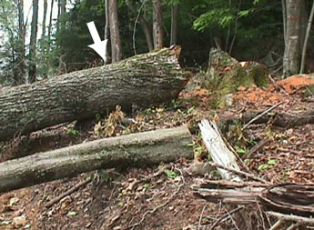 Figure l. The photo shows the butt and stump of both trees. The white arrow depicts the large red oak. The maple, which set-back and later became the fatal energy source is in the foreground.