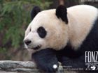 Mei Xiang, a female giant panda at the National Zoo