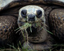 Aldabra tortoise