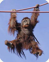 orangutan on the O Line