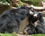 sloth bears