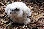 Peregrine Chick