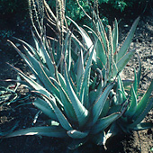 Aloe Vera