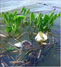 Photo of trash floating in a body of water