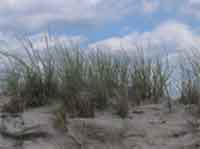 Photo of dunes and beach