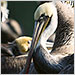 Sick pelicans at the International Bird Rescue Research Center in Fairfield, Calif.
