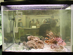 An adult lionfish on display in a home aquarium