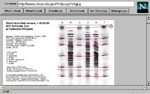 RFE 5a IEF Calibrated Gel Page image