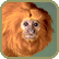 golden lion tamarin