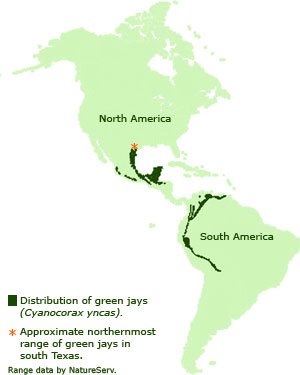 Distribution of green jays in North and South America.
