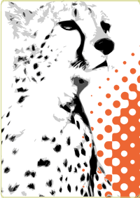 cheetah