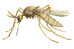 mosquito