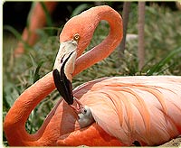 flamingo and chick