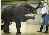 Keeper Debbie Flynn trains Asian elephant Kandula