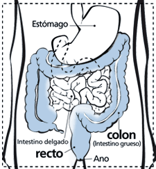 Diagrama del colon y el recto