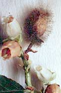 Botrytis on blossom