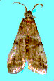 adult cranberry moth