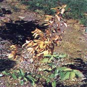 Fusicoccum Canker (Fusicoccum species)