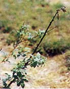Phomopsis Twig Blight symptoms.