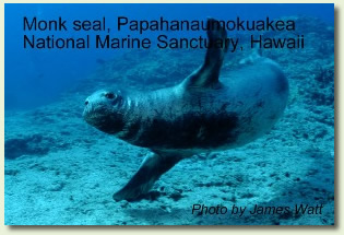 A monk seal swims underwater.