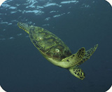 sea turtle