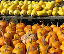 pumpkins and spaghetti squash