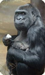 Western lowland gorilla Mandara and her newborn, photo by Jonathan Kang