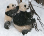 Mei Xiang and Tai Shan