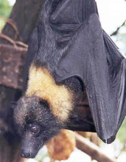 Mariana fruit bat. Photo credit Ann Hudgins, U.S. Fish and Wildlife Service Photo