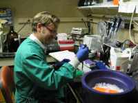Scientist Working in Lab: Dr. David Blehert working in his laboratory at the USGS National Wildlife Health Center. (Madison, WI, USA)