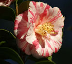 Camellia japonica 