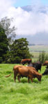 Cows Grazing near Mauna Kea