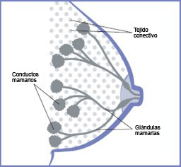 Diagrama de la mama que muestra tejido conectivo, glándulas y conductos mamarios