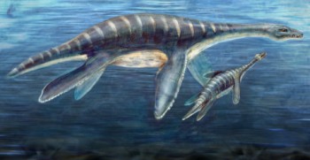 artist's rendering of a mother and juvenile plesiosaur