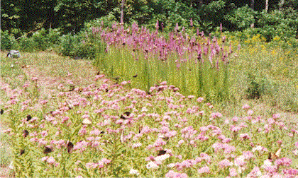 rows of native plants in bloom