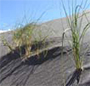 Photo courtesy: NPS.gov - blowout grass growing on a sand dune