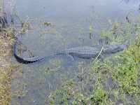 Alligator: An alligator hides partially submerged in the grassy waters-edge of Taylor 
Slough at Everglades National Park. (FL, USA)