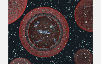 A three-dimensional view of a model protocell with DNA strands.