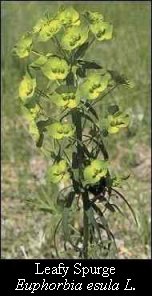 leafy spurge