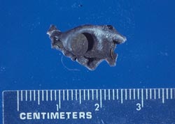 Bullet Jacket Fragment: Bullet jacket fragment from bald eagle stomach. (USA)