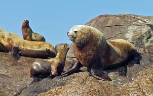 Steller sea lion bull with female. Photo: Dave Csepp