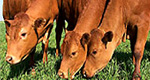 Improving Water Quality of Grazing Lands